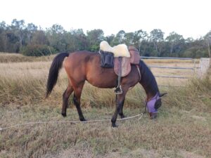 Travel Packing List on Horse
