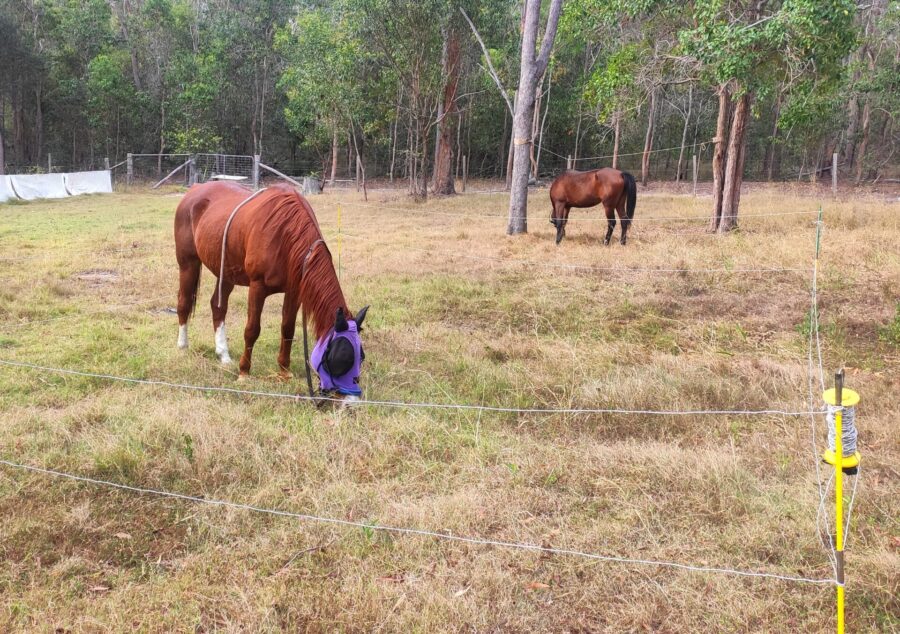 Horse Containment