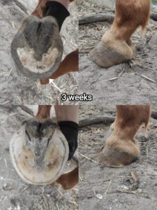 Barefoot horse hoof trimmed