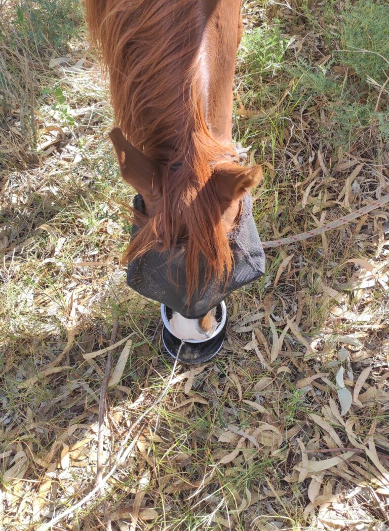 Horse bucket water