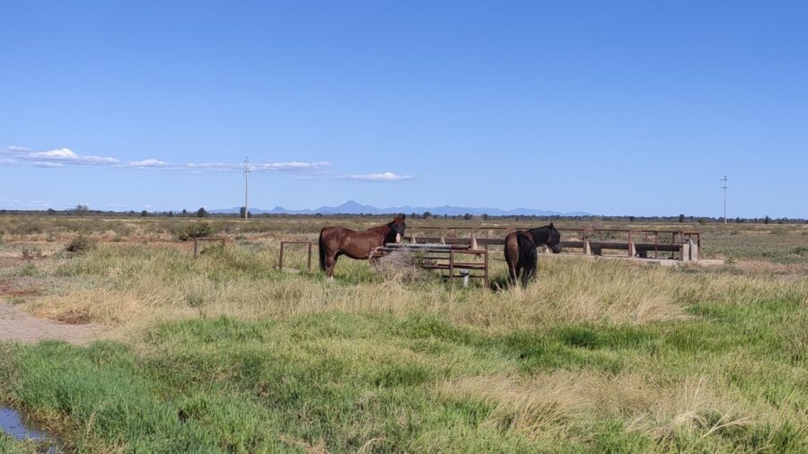 Horses Glenroy Bore Kaputar Mountain background