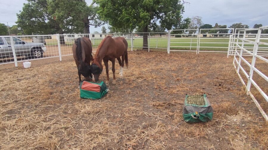 Moree showgrounds haysox