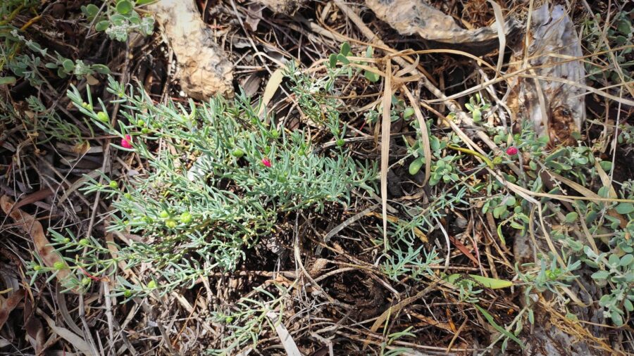 Ruby saltbush