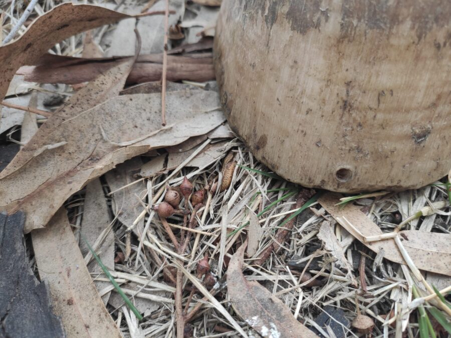 horse hoof on ground