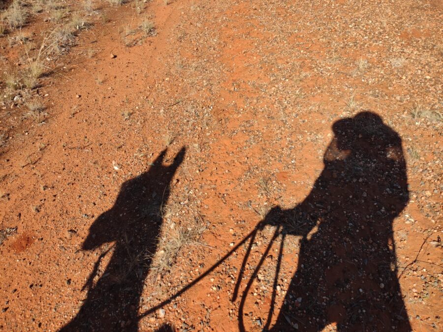 horse shadow