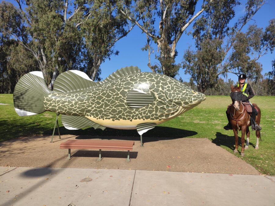 Tocumwal Murray Cod