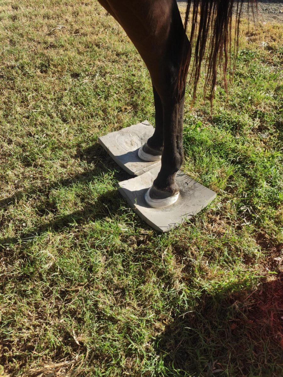 Horse standing on foam