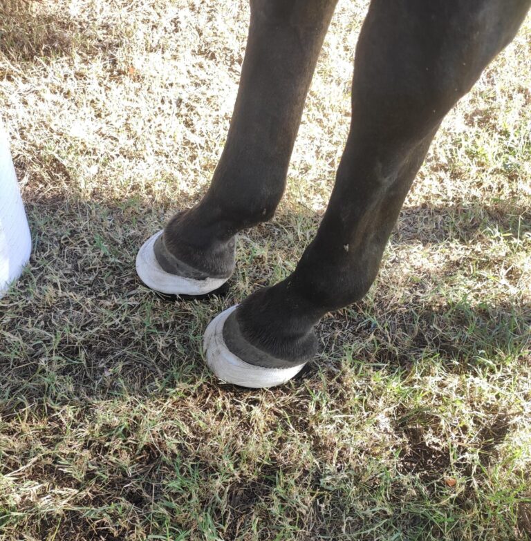 Horseshoes on horse hoof