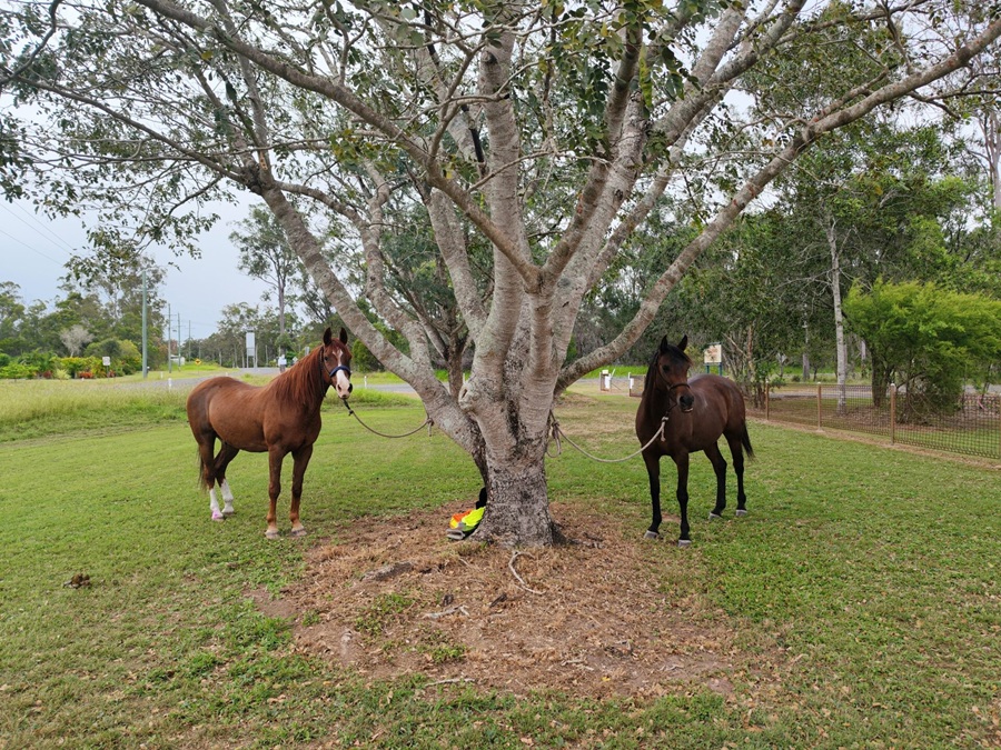 Blog Horse Post